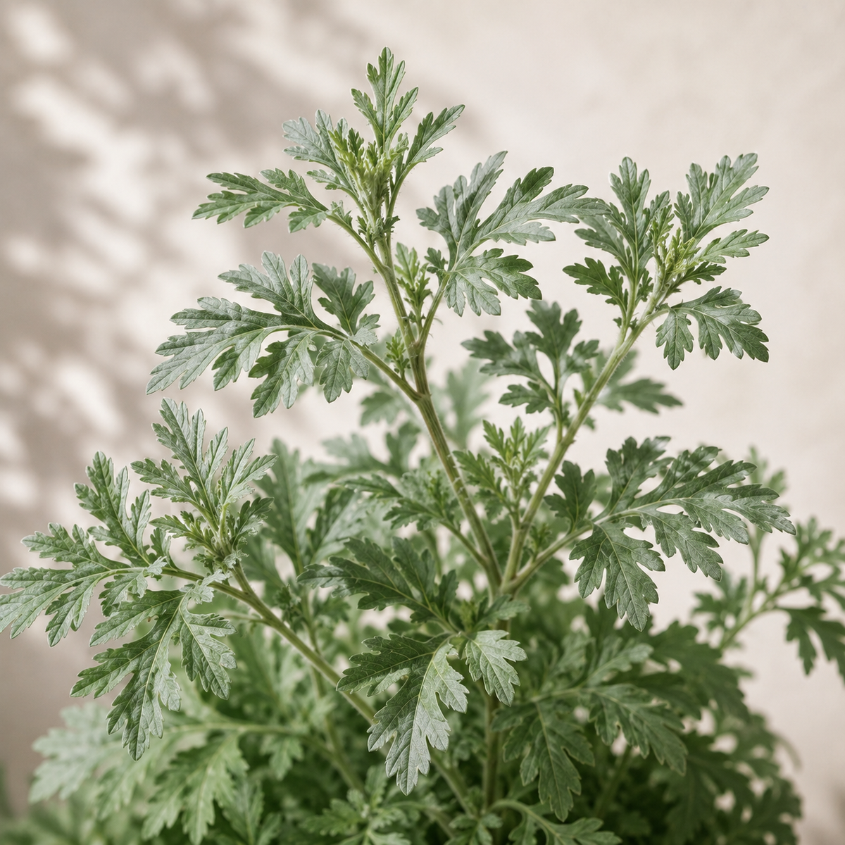 Korean Mugwort Skincare