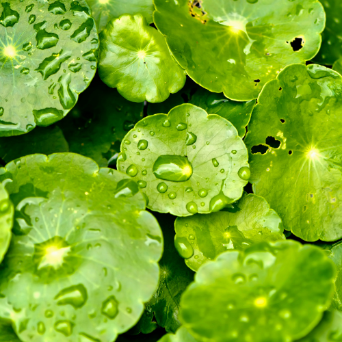 Korean Centella Asiatica Skincare for Soothed & Balanced Skin