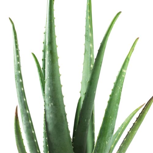 Korean Aloe Skincare