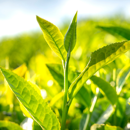 Korean Green Tea Skincare